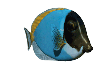 Blue tropical fish swimming underwater.