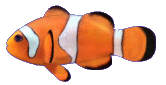 Orange-and-white clownfish swimming underwater.