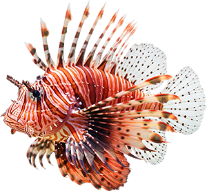 Colorful lionfish with long striped fins underwater.