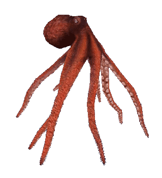 Red octopus floating underwater.