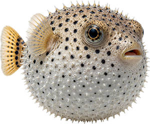 Close-up of a pufferfish underwater.