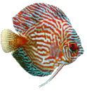 Colorful striped tropical fish underwater.