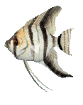 Silver-and-black striped tropical fish underwater.