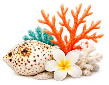 Coral decoration with seashells on a sandy beach.